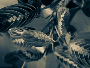 Arrowroot plant in the room, monochrome