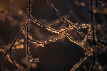 frost covered tree branches in winter. Beautiful bright morning sunrise light