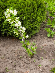 Weigela blooms in late spring. Weigela florida Candida.