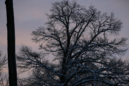 Leafless tree top against cloudy beige sky