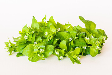 chickweed herb isolated