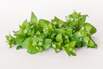 chickweed herb isolated