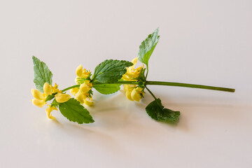 yellow dead nettle herb with green leaves