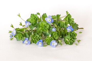 Persian Speedwell Flower Isolated on a White Background