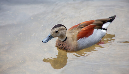 The ringed teal,Callonetta leucophrys is a small duck of South American forests.
