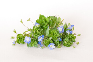Persian Speedwell Flower Isolated on a White Background