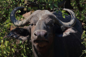 Naklejka premium Kaffernbüffel / African buffalo / Syncerus caffer
