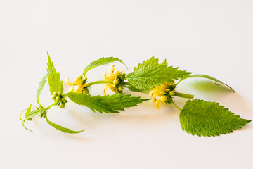yellow dead nettle herb with green leaves