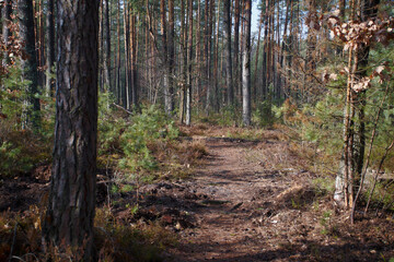leśna ścieżka 