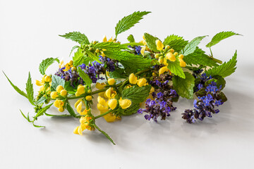 yellow dead nettle herb and purple bugleweed with green leaves