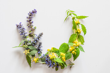 yellow dead nettle herb and purple bugleweed with green leaves