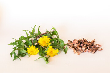 healthy dandelion flower and root isolated