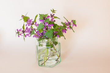 healthy purple dead-nettle herb with purple flowers