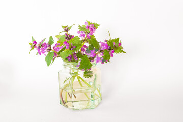 healthy purple dead-nettle herb with purple flowers