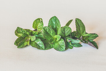 raw green mint plant herb isolated