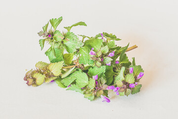 healthy purple dead-nettle herb with purple flowers