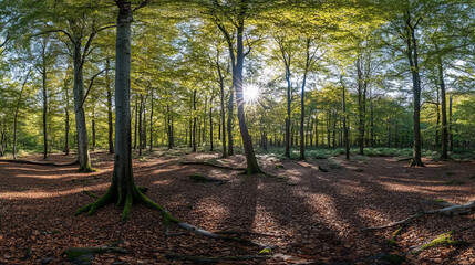 Obraz premium Lush green forest with tall trees, mossy ground, and sun rays shining through for nature, relaxation, and conservation themes