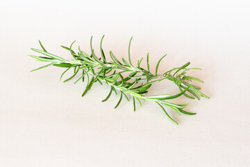 rosemary plant, fresh and healthy isolated