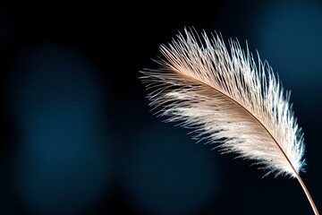 Delicate white feather with soft peach tones floating against dark blue bokeh background, creating ethereal atmospheric mood for spiritual and wellness designs.