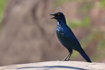 Rotschulter-Glanzstar/ Cape glossy starling or Red-shouldered glossy starling / Lamprotornis nitens