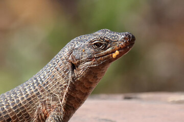 Felsen-Schildechse / Giant plated lizard / Matobosaurus validus