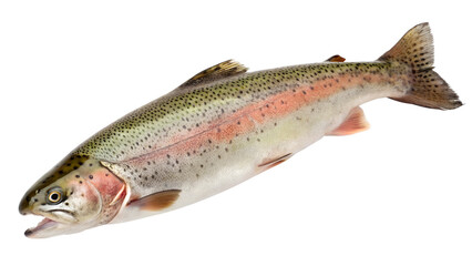 Obraz premium fresh fish on white background