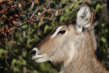 Wasserbock / Waterbuck / Kobus ellipsiprymnus