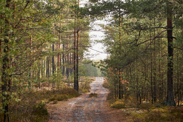 leśna ścieżka © Marcin Łazarczyk