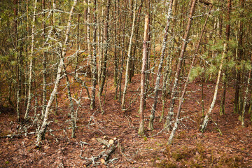 drzewa © Marcin Łazarczyk