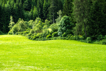 Scenic View of a Beautiful Landscape Garden with a Green Mowed Lawn