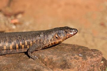Felsen-Schildechse / Giant plated lizard / Matobosaurus validus