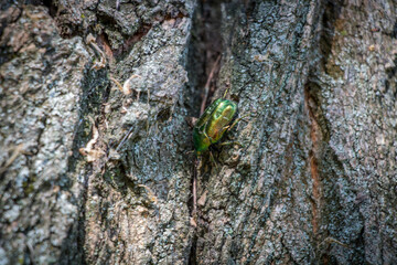 Green cockchafer sits on tree bark in forest in close-up