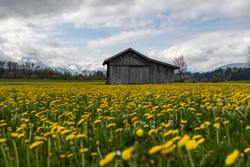 Obraz premium Löwenzahnwiese im Allgäu