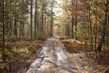 leśna droga  © Marcin Łazarczyk