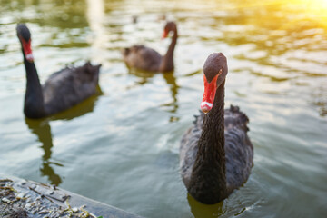 Fototapeta premium Two Black Swans on Pond