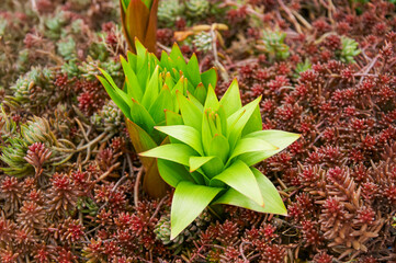 Bright green spring plant growing from red ground cover