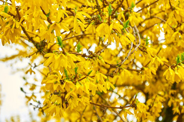 Vibrant Yellow Forsythia Bloom in Spring