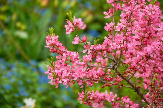Pink Blossom Cascade. Prunus tenella in Spring Garden