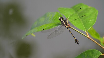 Sharp looking Dragonfly