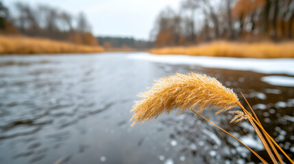 Autumn riverbank, reeds, flowing water, snowy background, nature scene