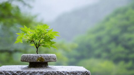 Small Maple Tree in Stone Pot, Misty Mountains. Peaceful Nature Scene. Possible use Background for calming meditations