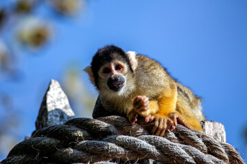 Bolivian Squirrel Monkey (Saimiri boliviensis), native to the tropical forests of Bolivia and Peru.