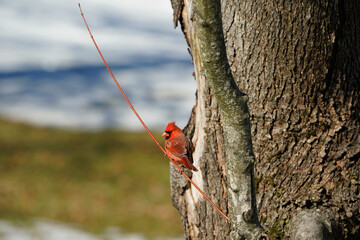 Bright red male cardinal perched on a tree branch.