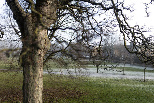 A frosty morning in a winter park with bare trees and fog-covered grass.