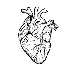 illustration of a heart