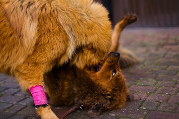 Young Tibetan Mastiff dogs, golden and red, happily playing together in a lush green garden.