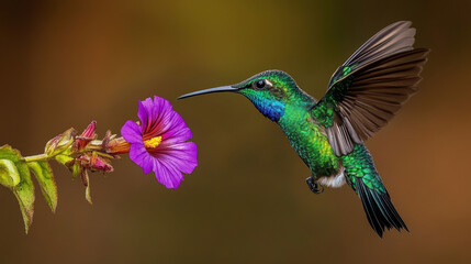 Vibrant hummingbird in mid-flight feeding on nectar from a purple thistle flower, delicate wings spread wide against a blurred green background, showcasing nature, pollination, and wildlife photograph