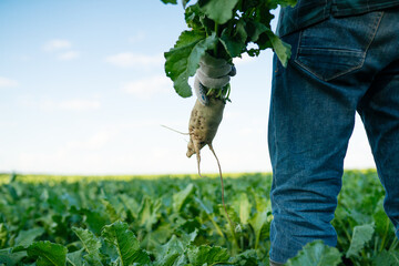 Man farmer agronomist on sugar beet field, rear low angle view. Growing plants, rich crop. Working...