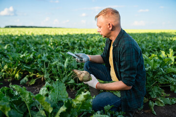 Male farmer checking crop in sugar beet field. Agronomist working in field inspects the sugar...