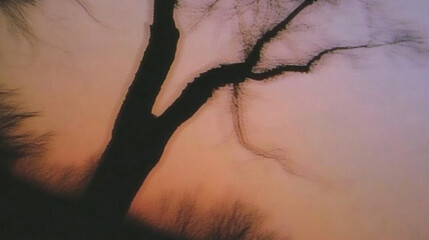 Silhouetted tree against a vibrant sunset sky at dusk with bare branches